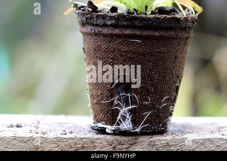 Immagine ravvicinata di fiori di plantula radici che fuoriesce dal vaso biodegradabile Foto Stock