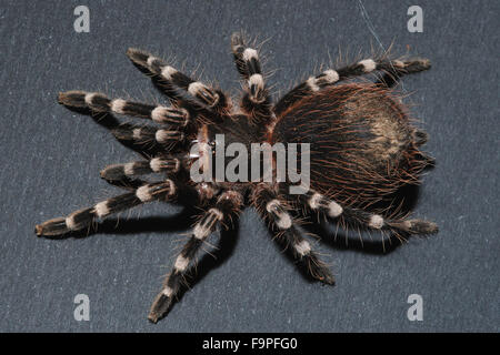 Close up bird spider Foto Stock