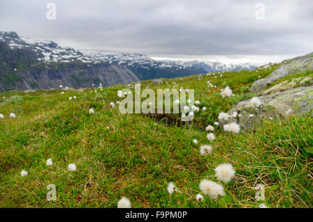 Verde e di cotone-erba fiori su sfondo di montagna, la profondità di campo Foto Stock