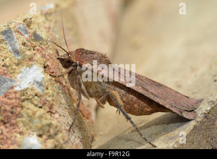 Grande giallo Underwing tignola sulla pietra - Noctua pronuba Foto Stock