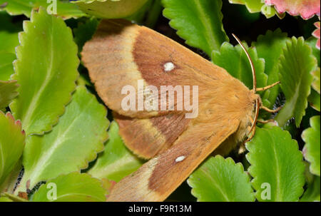 Oak Eggar Moth - Lasiocampa quercus tra foglie Foto Stock