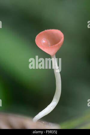 Tazza di funghi: Cookenia sp. Sabah, Borneo. Messa a fuoco immagine impilati Foto Stock