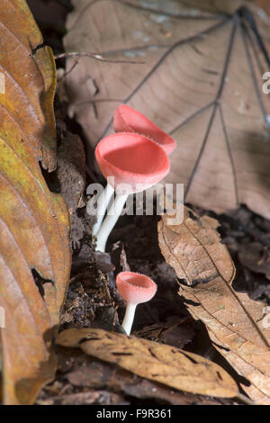 Tazza di funghi: Cookenia sp. La foresta pluviale tropicale, Sabah Borneo. Foto Stock