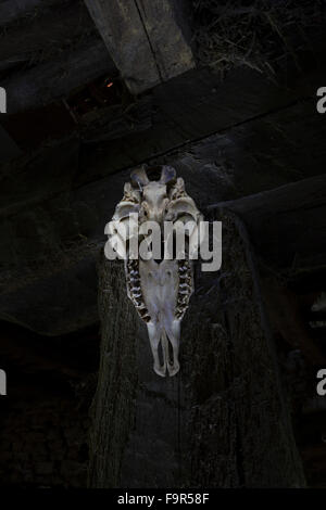 Cranio di pecora in colonne di legno di una casa Foto Stock