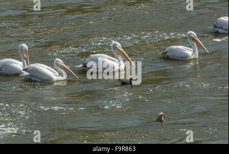 Pellicani dalmata alimentazione con pigmeo di cormorani alla foce del fiume, lago di Kerkini, Grecia del nord. Foto Stock