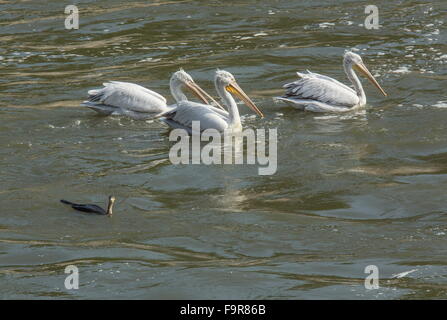 Pellicani dalmata alimentazione con pigmeo di cormorani alla foce del fiume, lago di Kerkini, Grecia del nord. Foto Stock