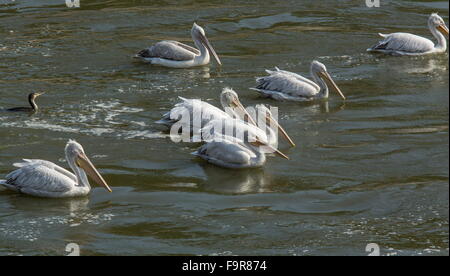 Pellicani dalmata alimentazione con pigmeo di cormorani alla foce del fiume, lago di Kerkini, Grecia del nord. Foto Stock