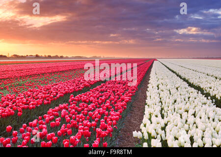 Righe di coloratissimi tulipani a sunrise vicino a Alkmaar nei Paesi Bassi. Foto Stock