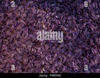 Pila di scartato Crocus petali -Zafferano produzione nella stagione del raccolto, vicino Kozani, Grecia Foto Stock