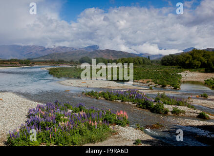 Il Ahuriri fiume vicino a scogliere di argilla, South Island, in Nuova Zelanda, con i lupini crescente nella ghiaia in primo piano. Foto Stock