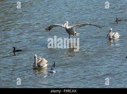 Pellicani dalmata alimentazione con pigmeo di cormorani alla foce del fiume, lago di Kerkini, Grecia del nord. Foto Stock