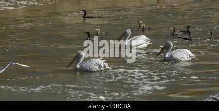 Pellicani dalmata alimentazione con pigmeo di cormorani alla foce del fiume, lago di Kerkini, Grecia del nord. Foto Stock