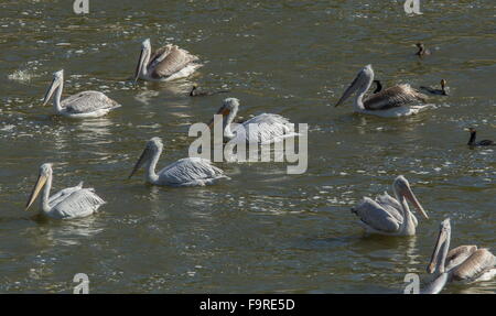 Pellicani dalmata alimentazione con pigmeo di cormorani alla foce del fiume, lago di Kerkini, Grecia del nord. Foto Stock