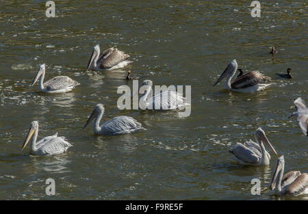 Pellicani dalmata alimentazione con pigmeo di cormorani alla foce del fiume, lago di Kerkini, Grecia del nord. Foto Stock