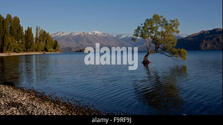 Il lago Wanaka con la sua iconica willow tree e le montagne innevate del Monte aspiranti parco nazionale. Foto Stock