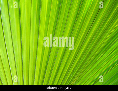 Una singola verde lime di foglie di palma per lo sfondo Foto Stock