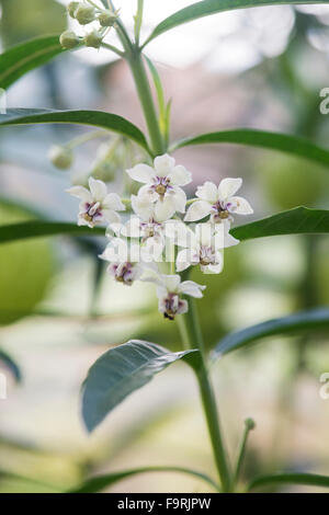 Physocarpus Gomphocarpus. Il palloncino di cotone fiori di bush Foto Stock