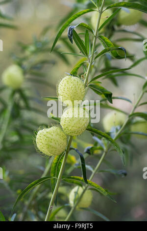 Physocarpus Gomphocarpus. Cotone a palloncino bush capsule di semi Foto Stock