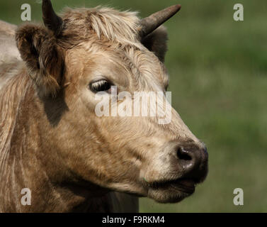Bull, mucca Foto Stock