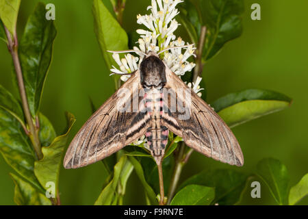 Ligustro hawkmoth, Ligustro Hawk-moth, Ligustro Hawk Moth, Ligusterschwärmer, Liguster-Schwärmer Sphinx ligustri, Sphingidae Foto Stock