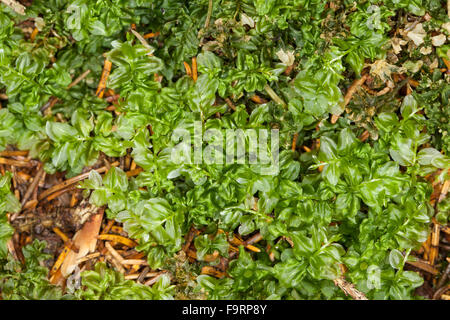 Molti a frutto grosso Timo-moss, Kriech-Sternmoos, Kriechsternmoos, Perlenmoos, Plagiomnium, affine affine Mnium, Mnium cuspidatum Foto Stock