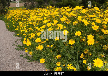 Garland crisantemo, commestibili, Crown Daisy, Kronen-Wucherblume, Kronenwucherblume, Glebionis coronaria, Chrysanthemum coronarium Foto Stock