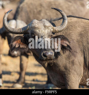 Bufali (Syncerus caffer), Sud Luangwa National Park, Zambia, Africa Foto Stock