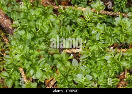 Molti a frutto grosso Timo-moss, Kriech-Sternmoos, Kriechsternmoos, Perlenmoos, Plagiomnium, affine affine Mnium, Mnium cuspidatum Foto Stock