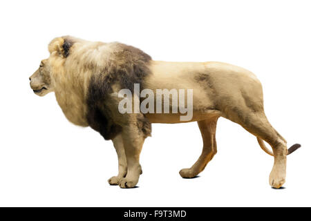 Lion permanente (Panthera leo). Isolato su sfondo bianco con ombra Foto Stock