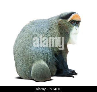 Maggiore bianco-becchi di scimmia (Cercopithecus nictitans). Isolato su bianco con ombra Foto Stock