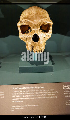 Il Cranio di Homo Heidelbergensis. Evoluzione umana gallery presso il Museo di Storia Naturale di Londra Regno Unito Regno Unito. Foto Stock