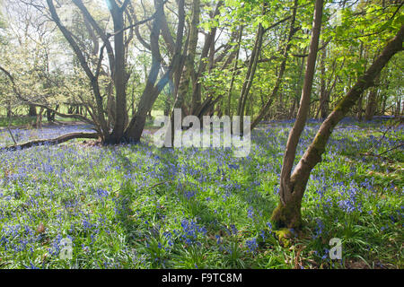 Curvo tronchi di albero nella foresta di primavera Foto Stock