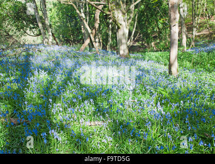 Foresta di primavera con fiore fiori Bluebell Foto Stock