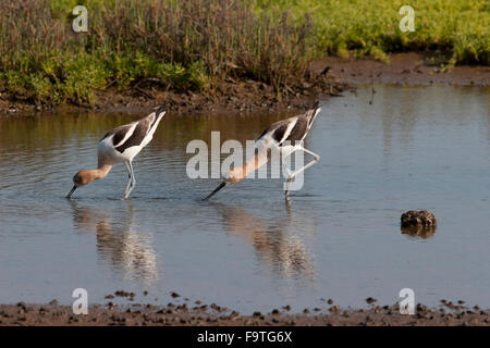 Una coppia di avocette pesca nella palude della California Foto Stock