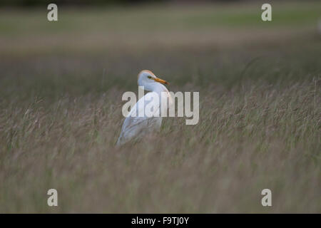 Lone airone guardabuoi sorge in erba battente Foto Stock