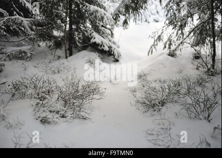 I cespugli di mirtilli sono coperte da neve sotto alti pini Foto Stock