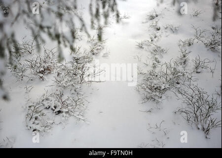 I cespugli di mirtilli sono coperte da neve sotto alti pini Foto Stock