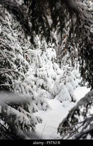 Piccolo abete rivestito di uno spesso strato di neve e di gelo. Foto Stock