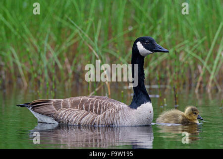 Canada goose (Branta canadensis) genitore nuoto con gosling lungo la riva del lago Foto Stock