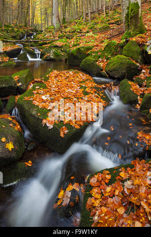 Cascata sul Kleine ohe / Grafenauer ohe fiume nel bosco di latifoglie, Parco Nazionale della Foresta Bavarese, Baviera, Germania Foto Stock