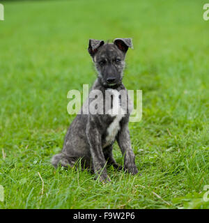 cucciolo di Bracco Foto Stock