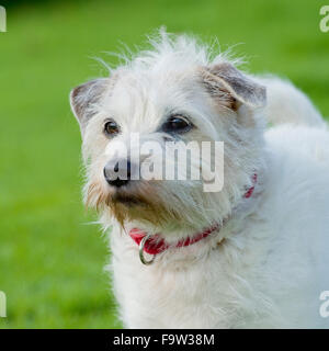 Jack Russell Terrier Foto Stock