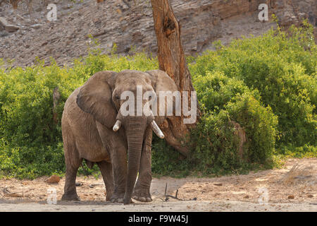 Elefante africano (Loxodonta africana) bull a piedi nel letto asciutto del fiume vista frontale Hoanib river Namibia, Africa Foto Stock