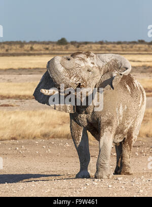 Elefante africano (Loxodonta africana) bull ascensori tronco sopra la sua testa. Il Parco Nazionale di Etosha, Namibia Foto Stock