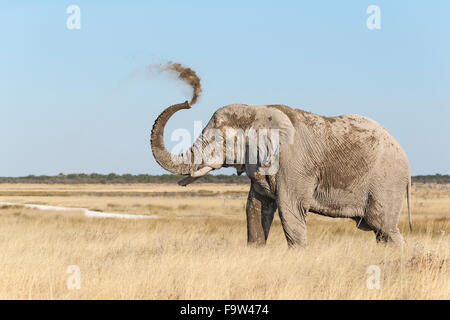 Elefante africano, Loxodonta Africana, spolverando il suo corpo. Parco Nazionale di Etosha, Namibia Foto Stock