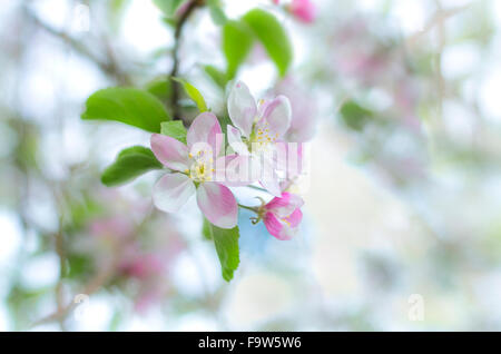 Fioritura di ciliegio dettaglio fiorisce in primavera Foto Stock