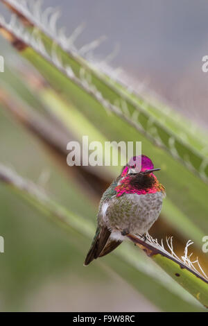 Un maschio luminoso di Anna Hummingbird, Calypte anna, difende il suo territorio da un yucca frond. Foto Stock