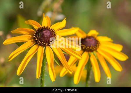 Blooming marrone-eyed Susan, Rudbeckia hirta, nel Texas orientale Foto Stock