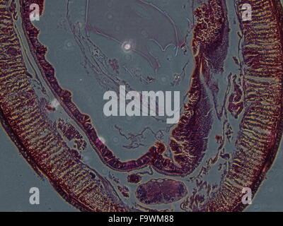 Un campione biologico di cellule e batteri, pianta microb sotto microscopia Foto Stock