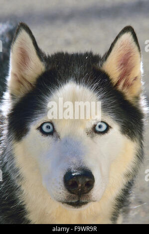 Un close up ritratto di una dagli occhi blu di cani husky Foto Stock